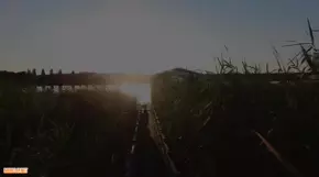 Why